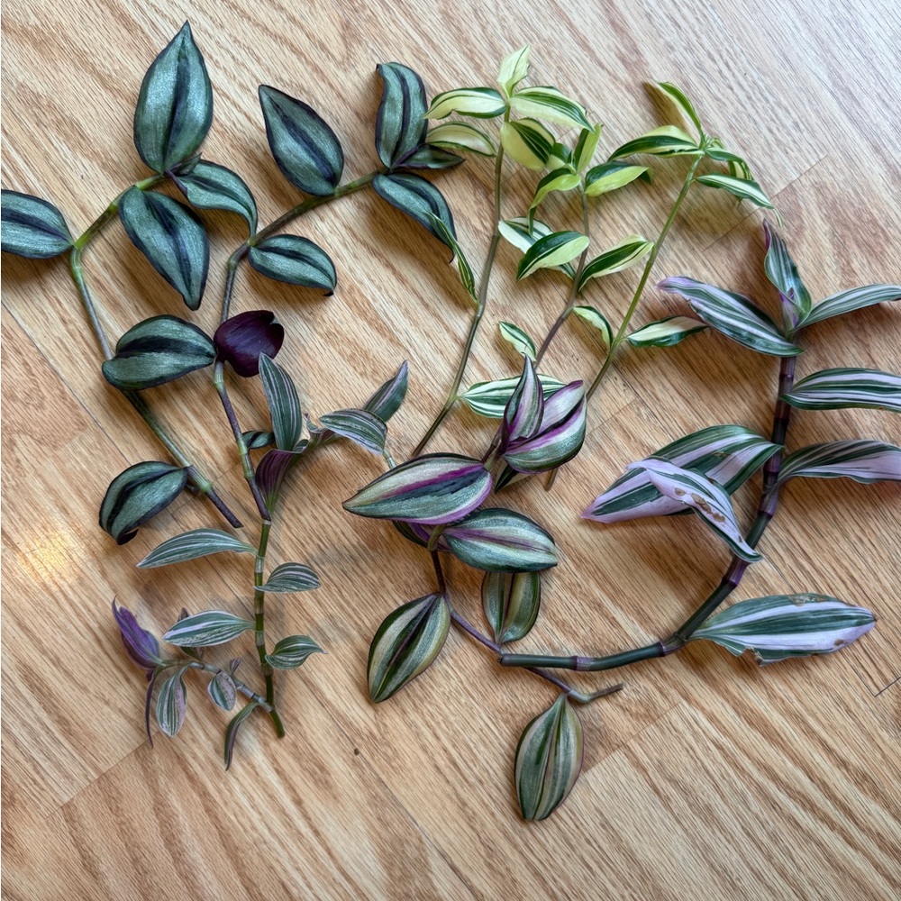 Plant Cuttings - Picture 6 of 8